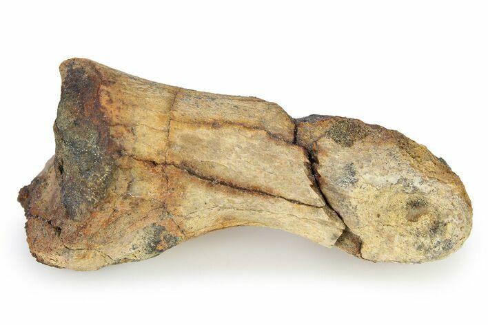Ornithomimid (Struthiomimus) Toe Bone - Montana #322756
